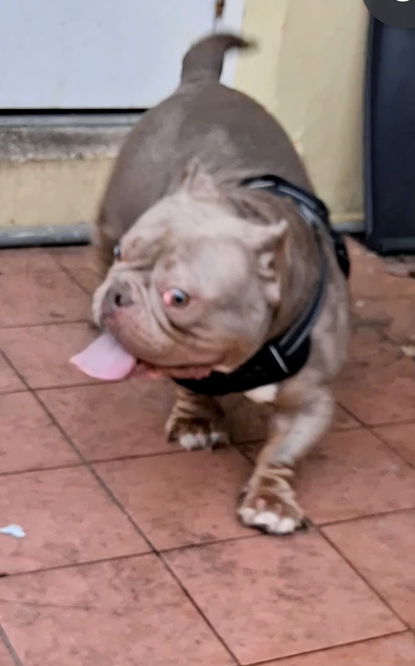 Emma Female Bulldog