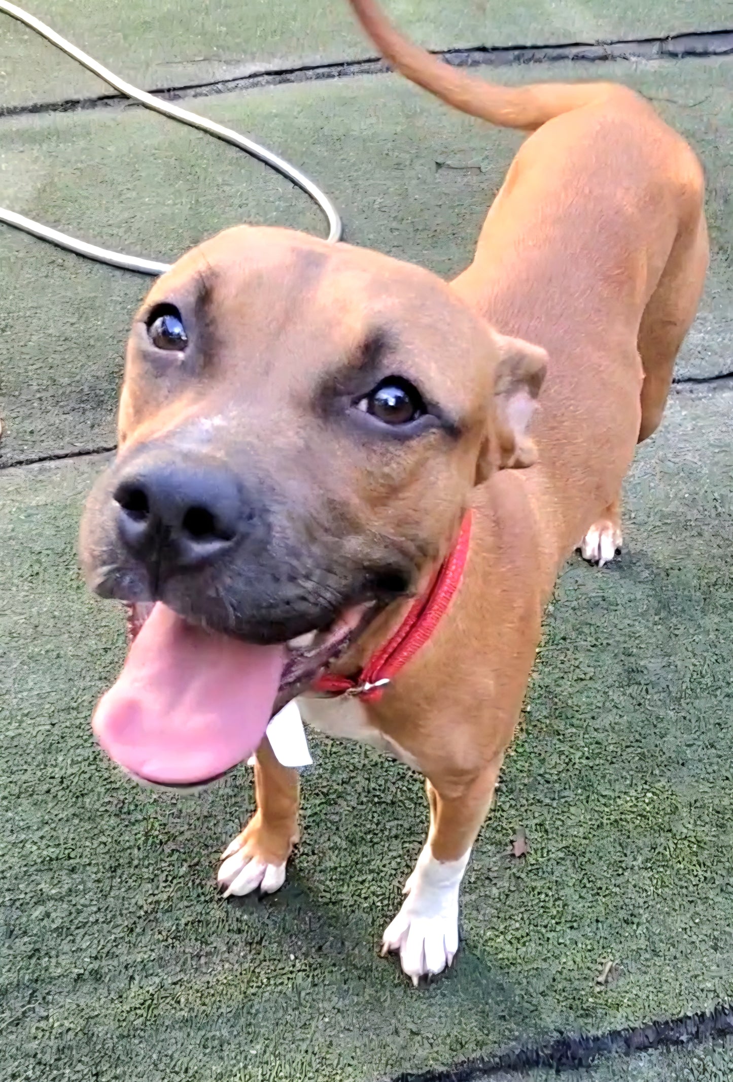Coral Female Boxer Mix Puppy