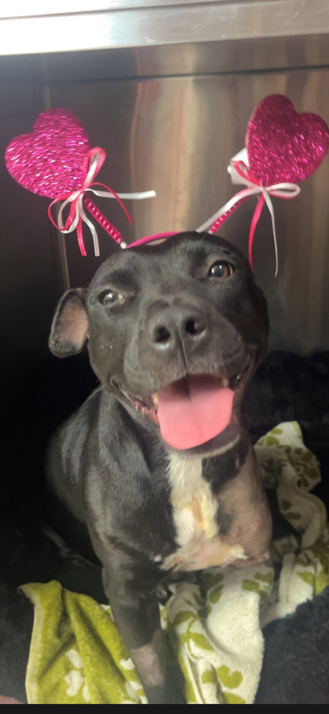 Dahlia Female American Staffordshire Terrier Mix