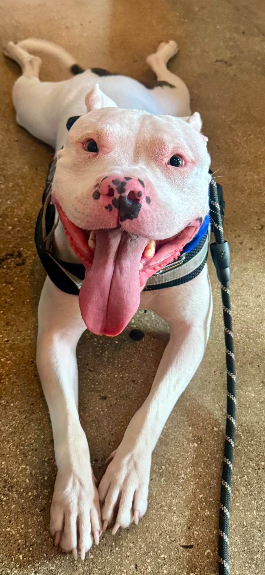 Lance Male American Staffordshire Terrier