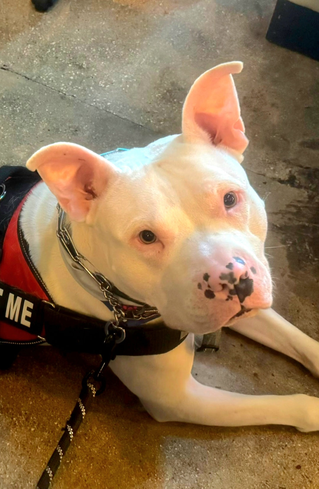 Lance Male American Staffordshire Terrier