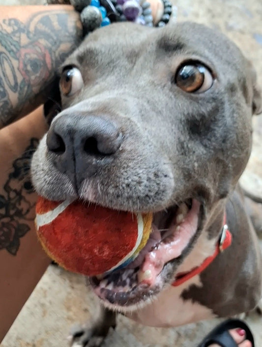 Bethany Female American Staffordshire Terrier Mix