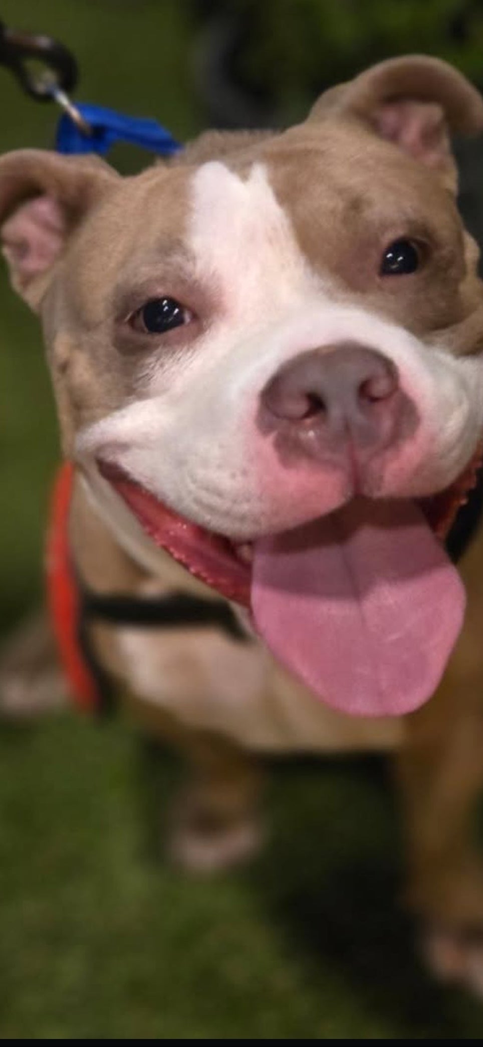 Ladybug Female Bulldog Mix