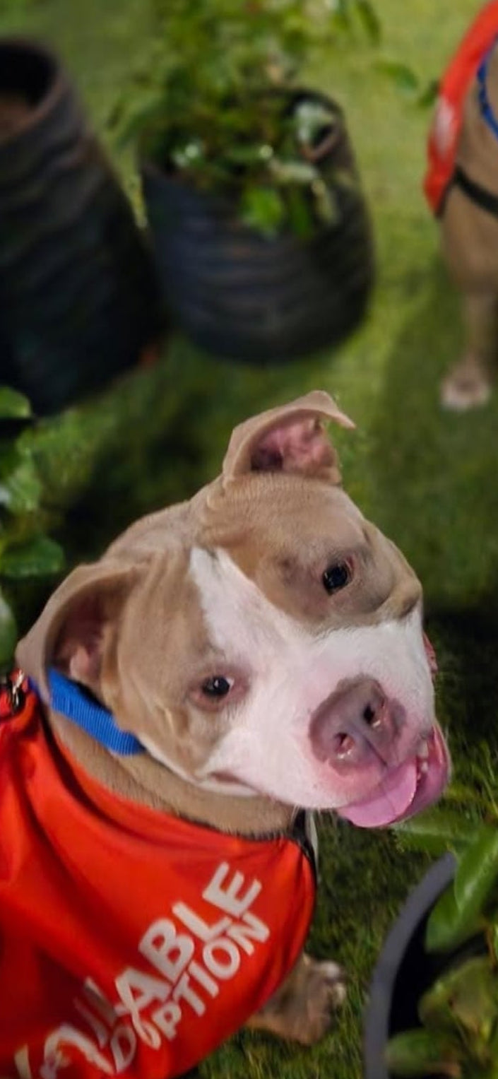 Ladybug Female Bulldog Mix