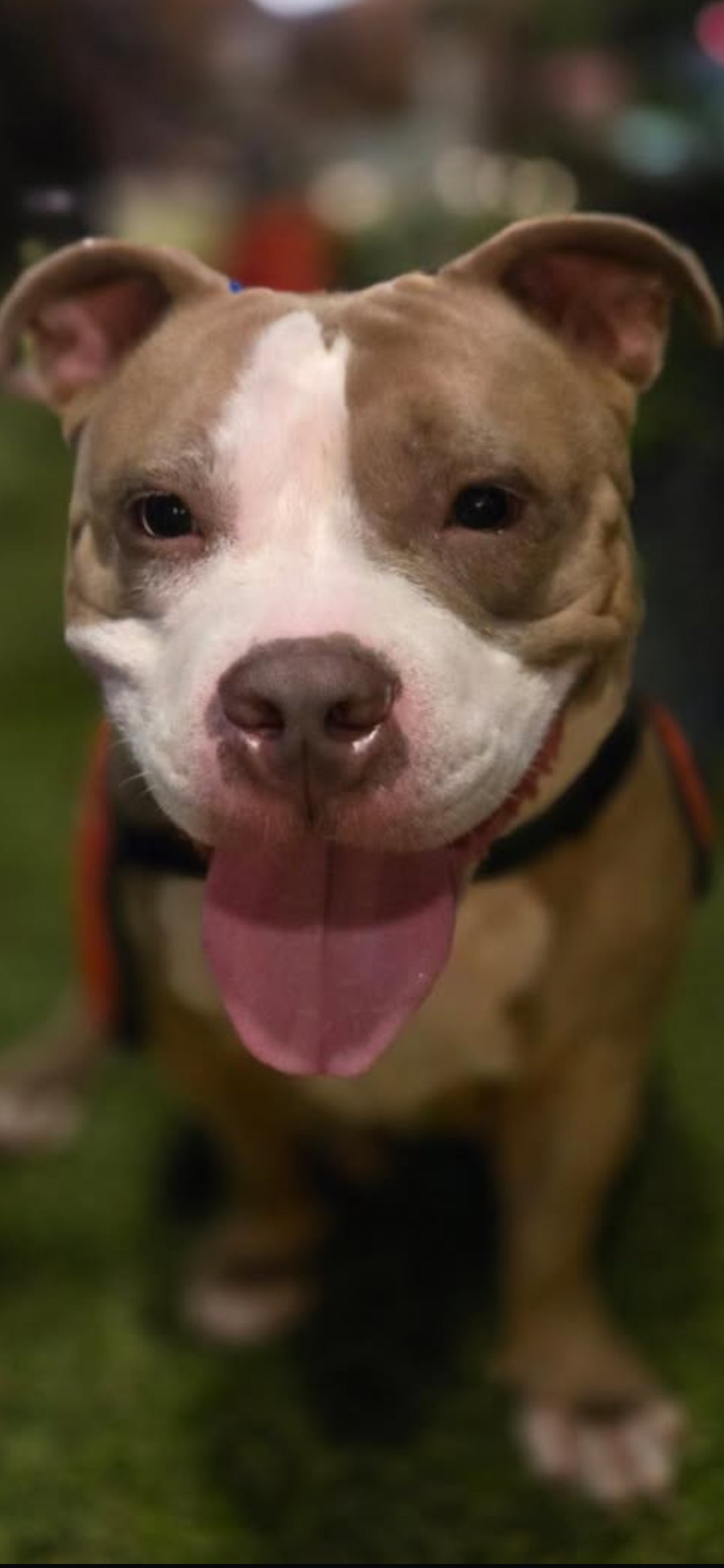 Ladybug Female Bulldog Mix