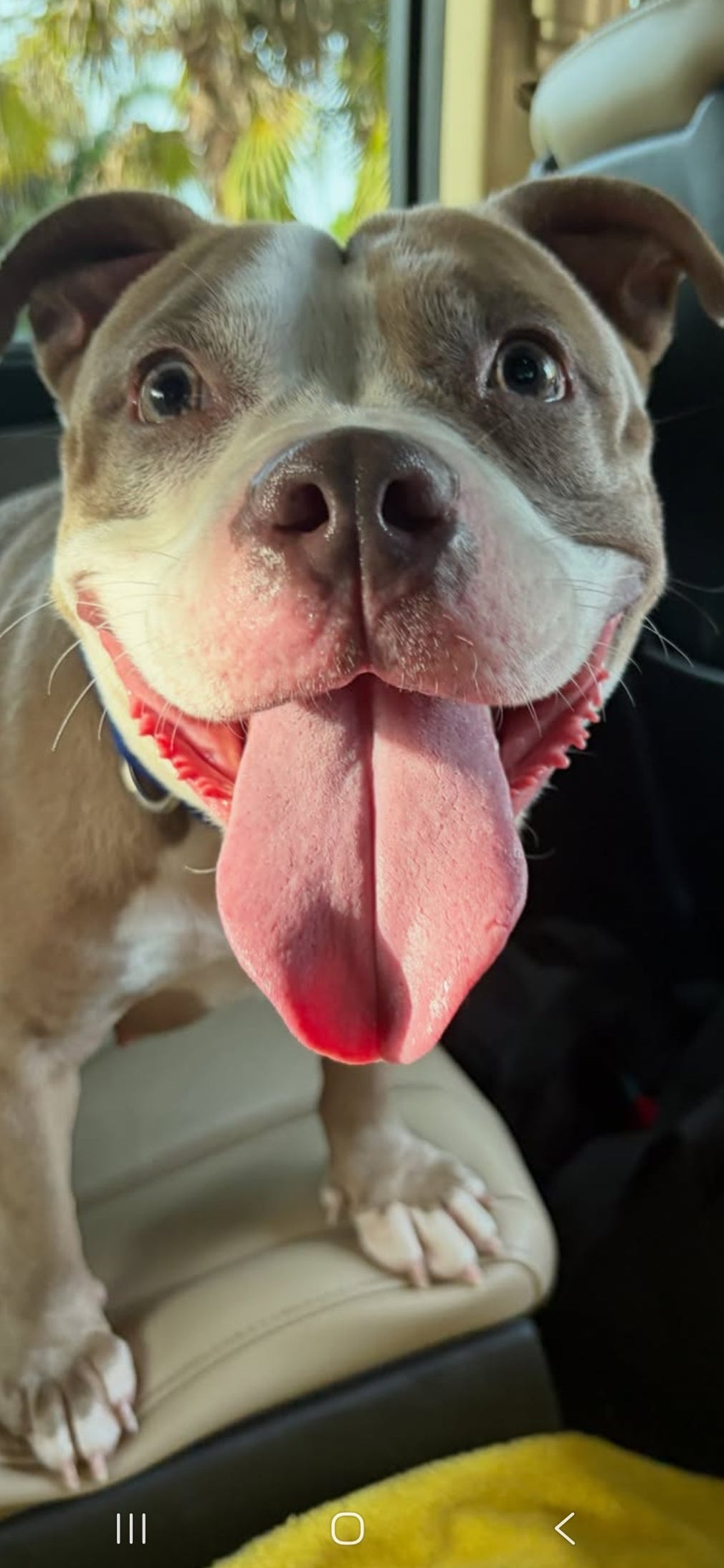 Ladybug Female Bulldog Mix