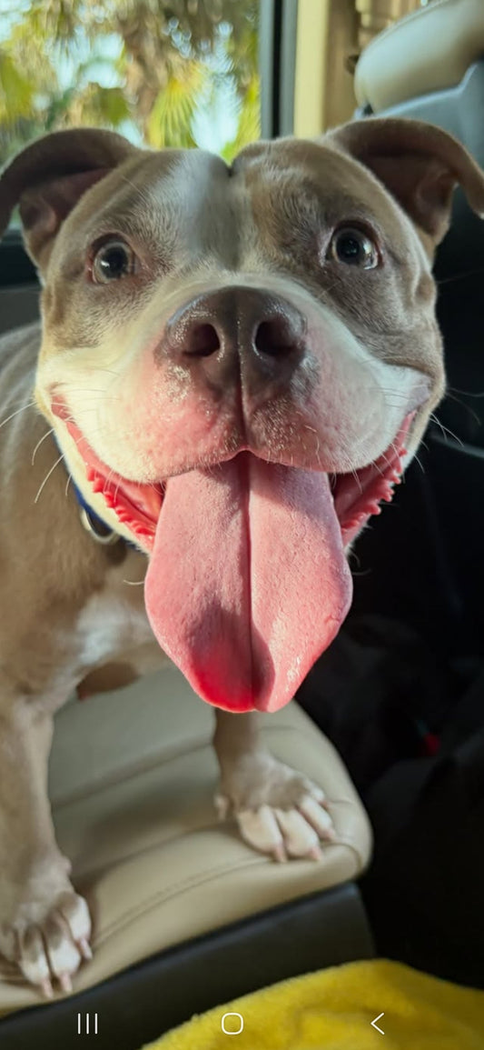 Ladybug Female Bulldog Mix