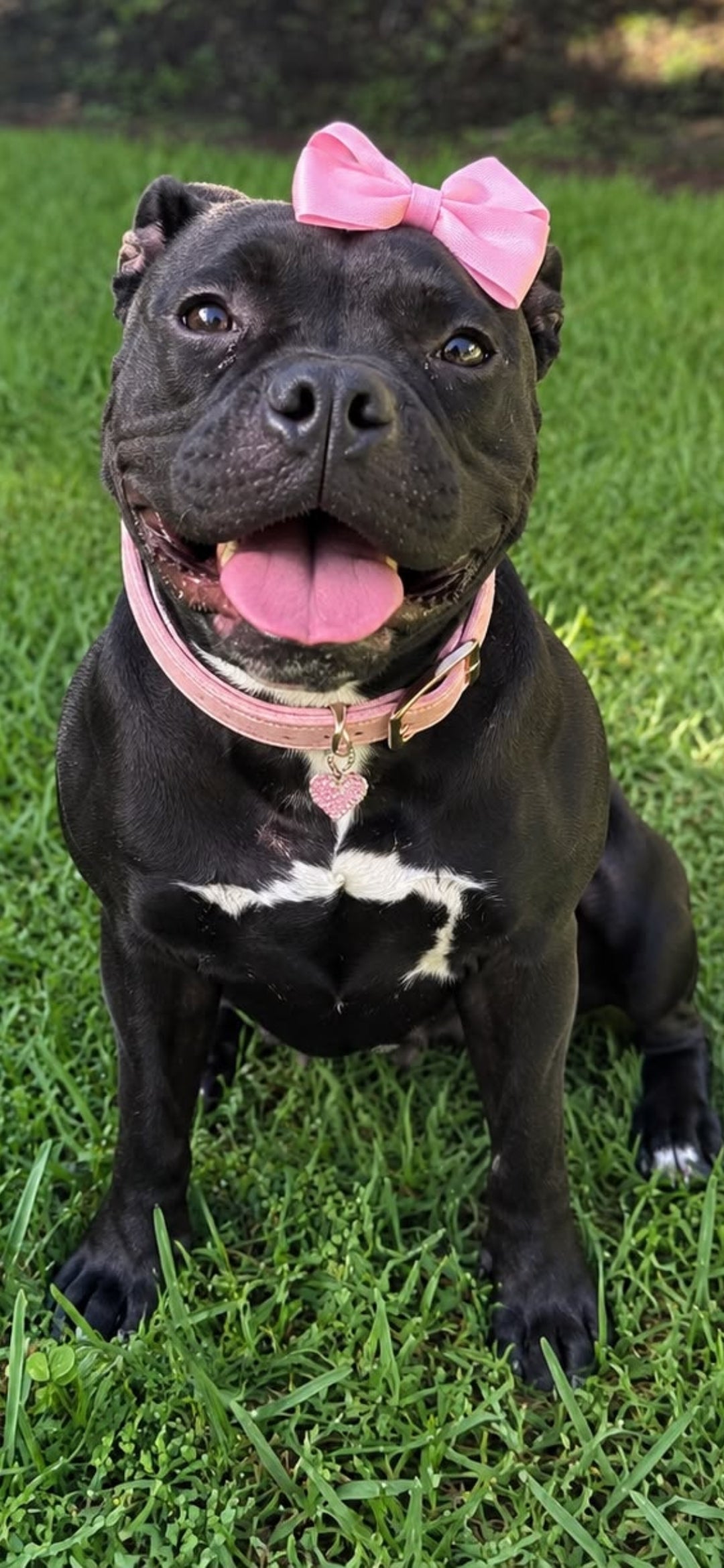 LuLu Female Staffordshire Bull Terrier