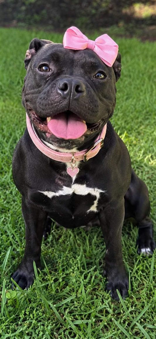 LuLu Female Staffordshire Bull Terrier