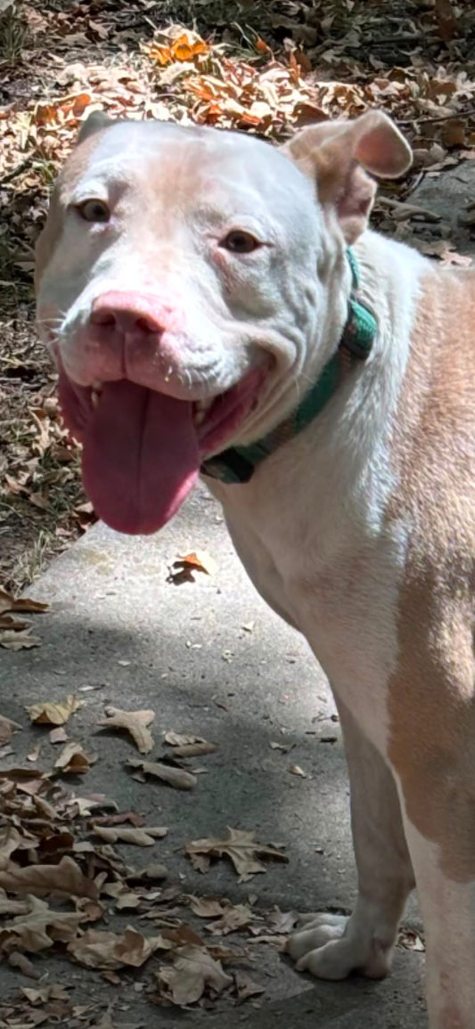 Arlo Male American Staffordshire Terrier
