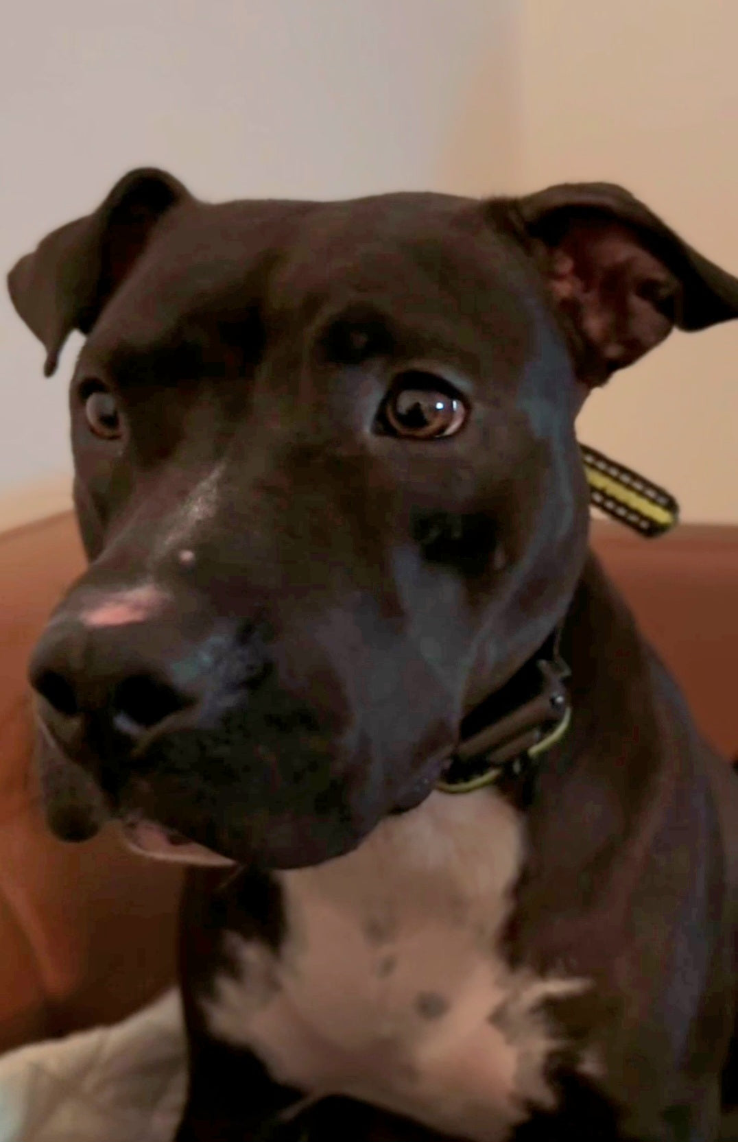 Tammie Female American Staffordshire Terrier