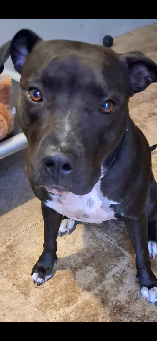 Tammie Female American Staffordshire Terrier