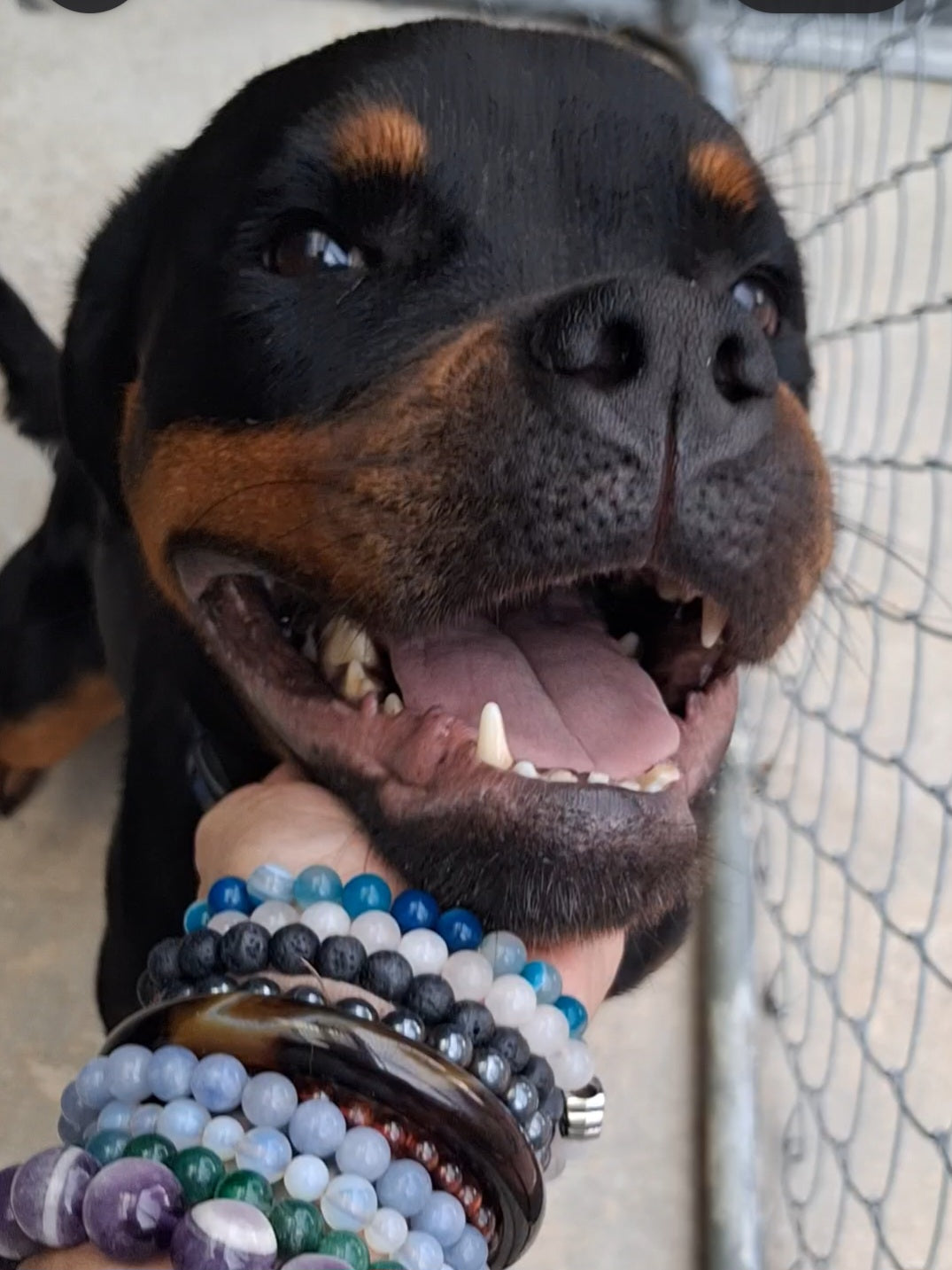 Princess Female Rottweiler