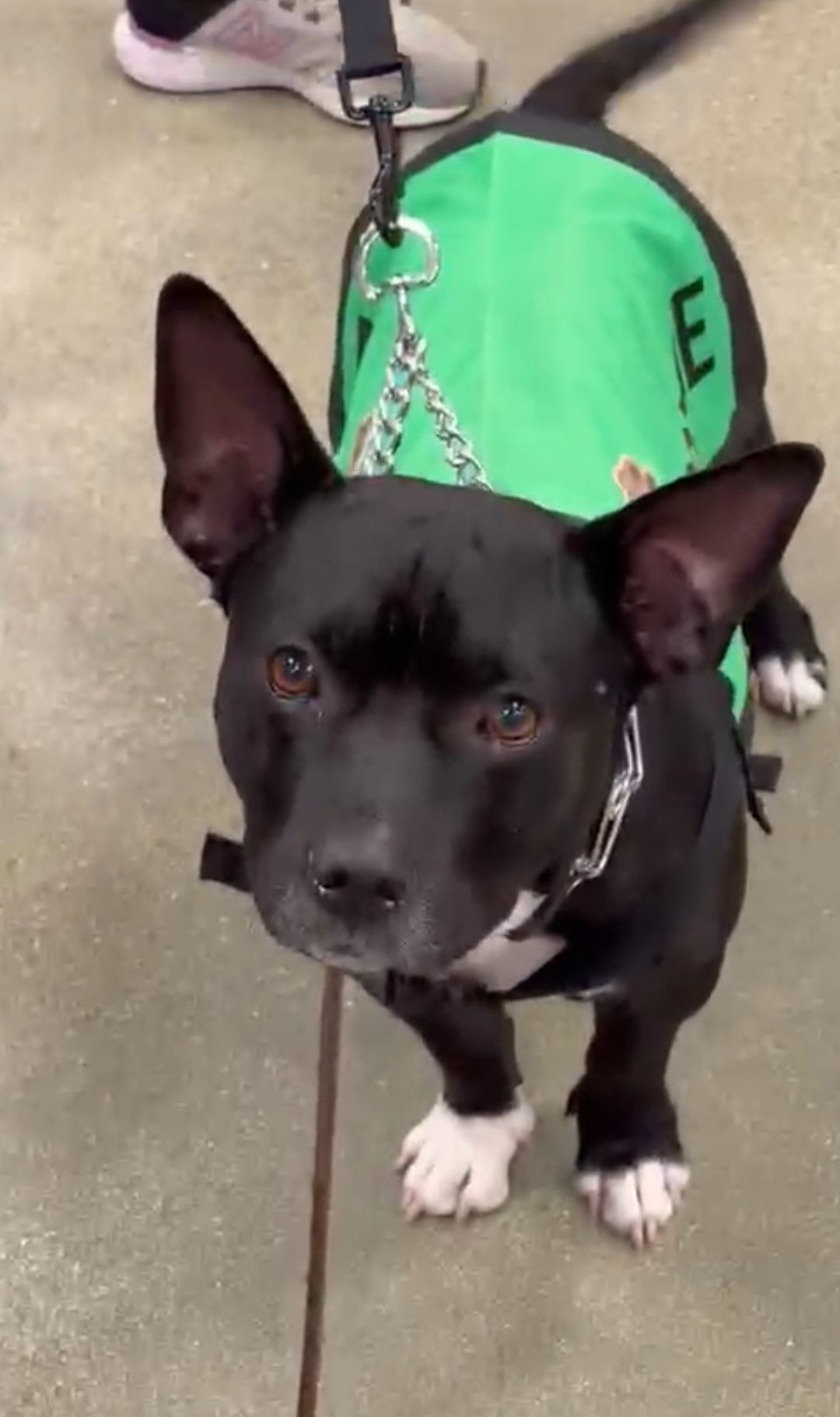 Oreo Male Chihuahua  American Staffordshire Terrier Mix