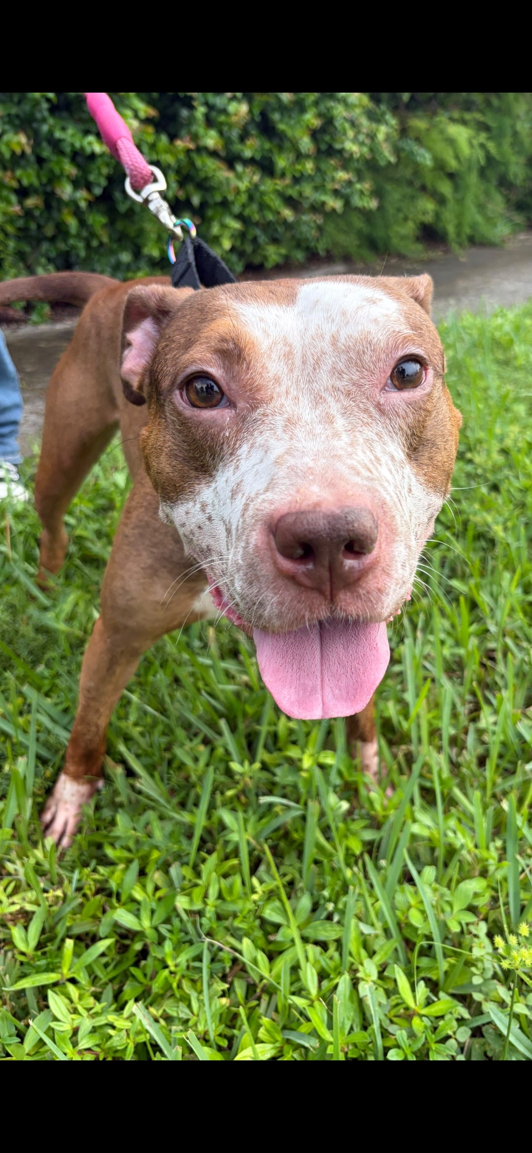 Ireland Female American Staffordshire Terrier Mix