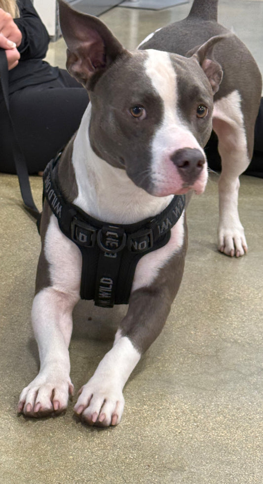 Hunter Male American Staffordshire Terrier Mix