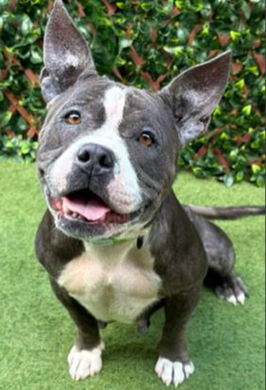 Pumpkin Female American Staffordshire Terrier Mix