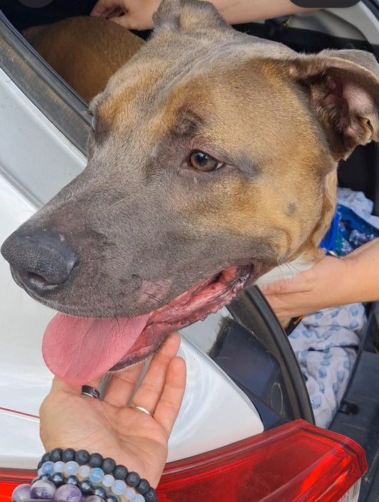 Cowboy Male German Shepherd American Staffordshire Terrier Mix