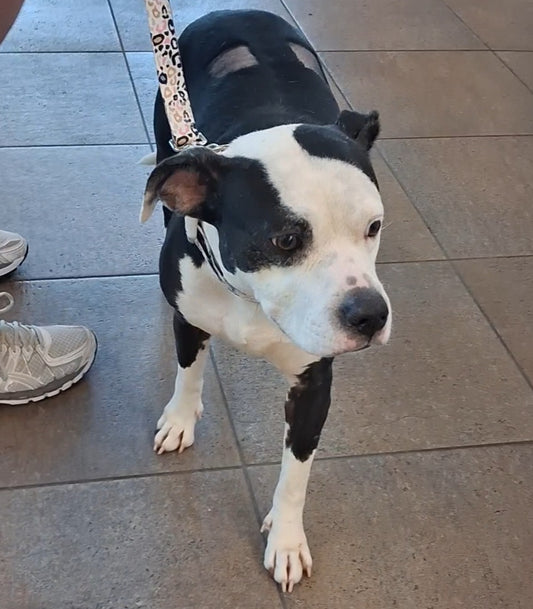 Gillian Female American Staffordshire Terrier Mix