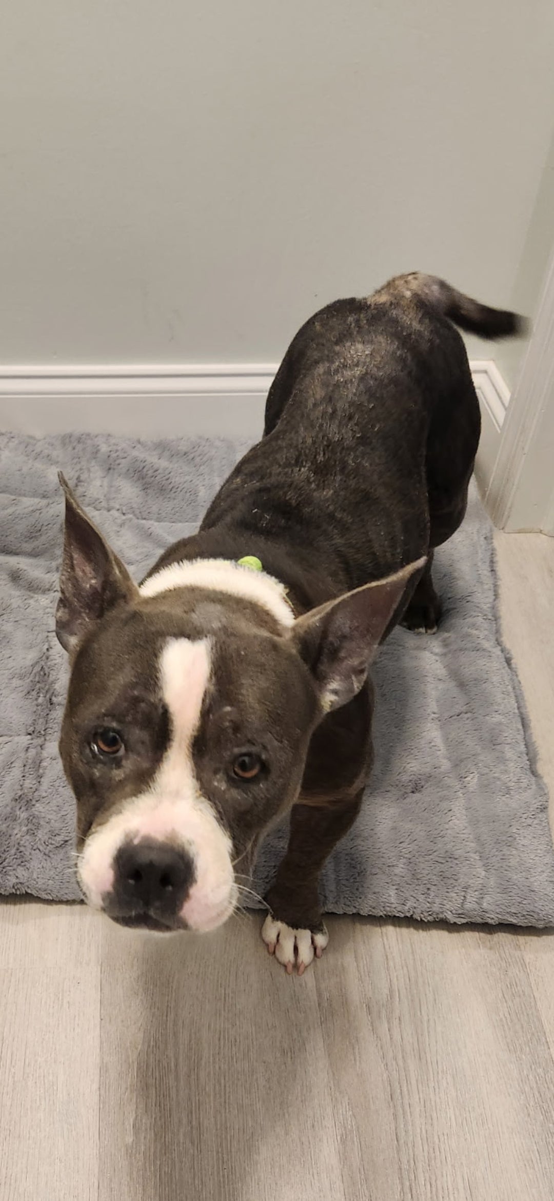 Pumpkin Female American Staffordshire Terrier Mix