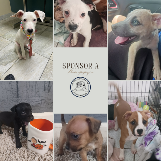 Sponsor a Puppy