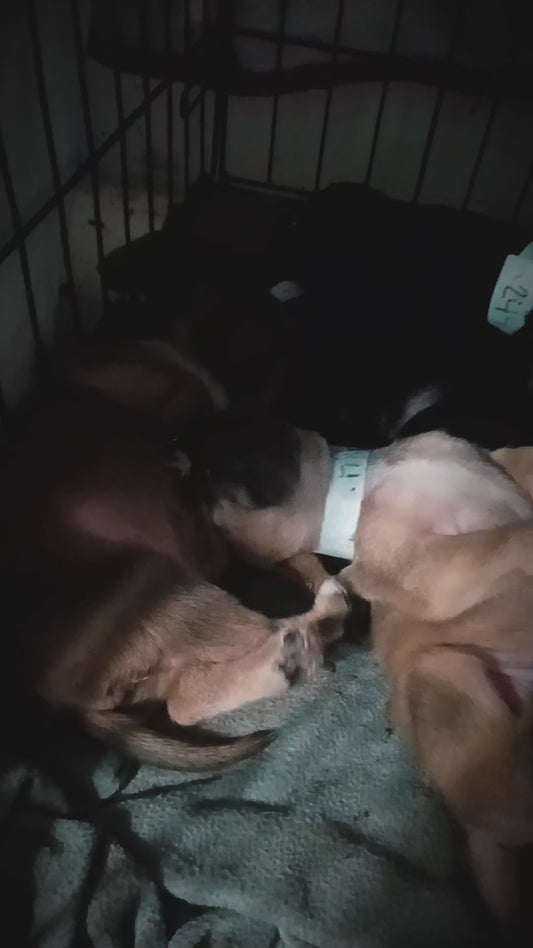 6 Puppies Medical Care