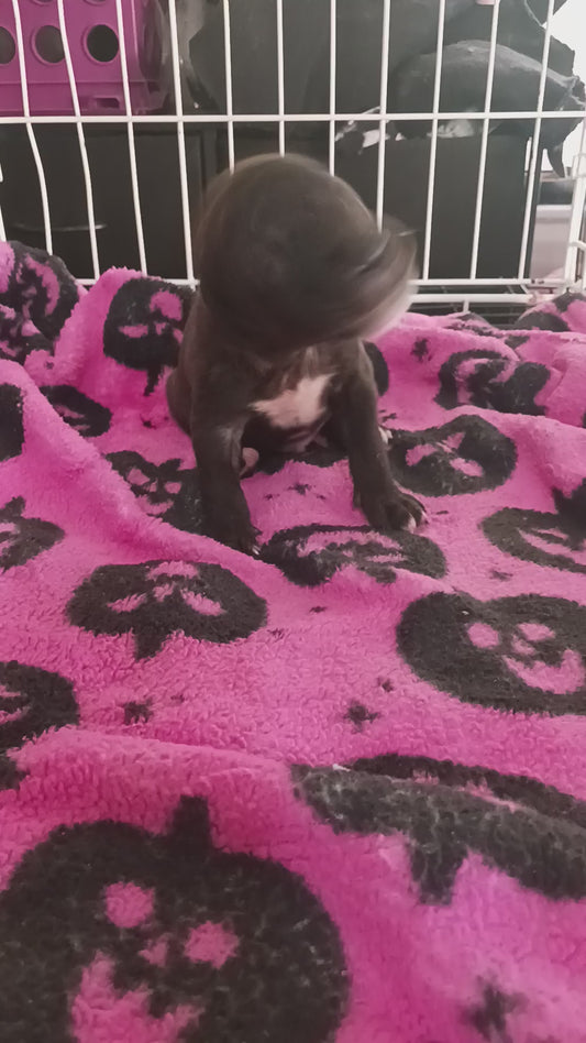 Aaron Male Retriever Mix Puppy