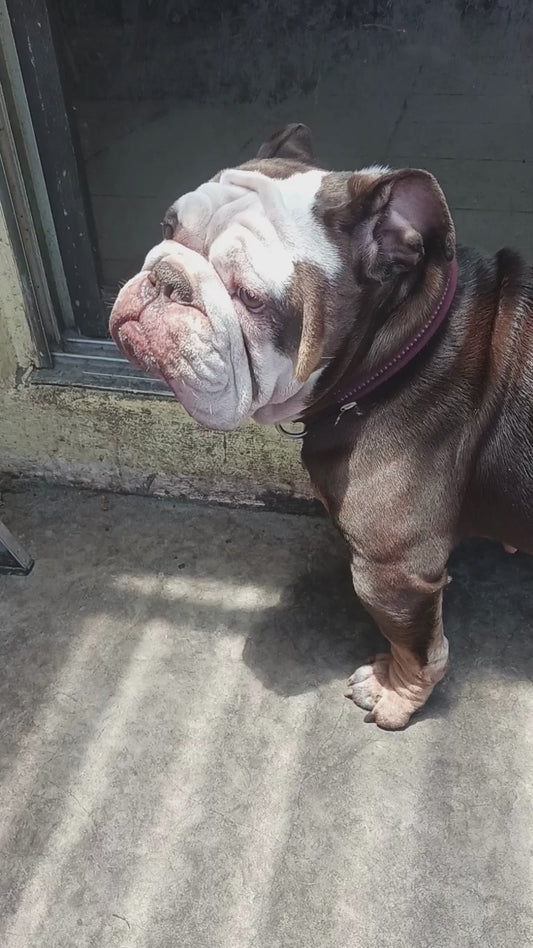 *Adopted* Marylin Female English Bulldog