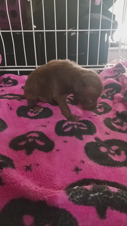 Tanner Male Retriever Mix Puppy