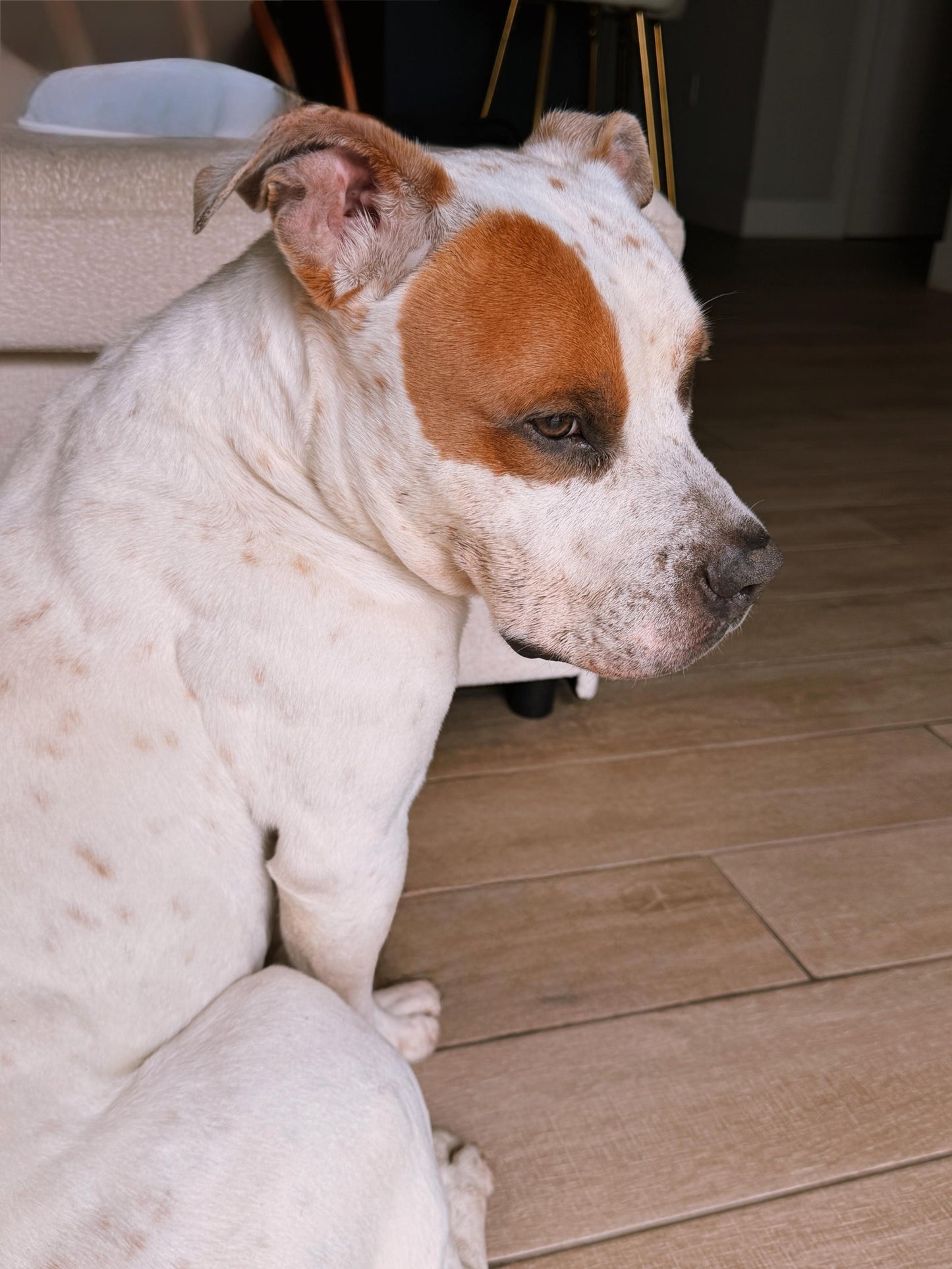 Domino Male Bulldog AM Staff Mix