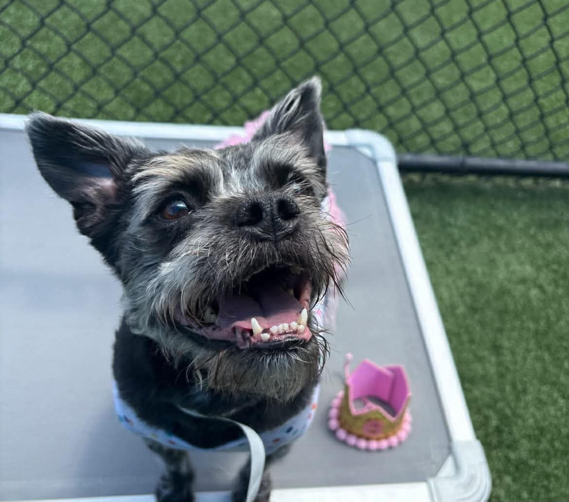 Kona Female Terrier Mix